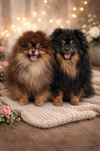 Pomeranian (3 valokuva sivusta 4)