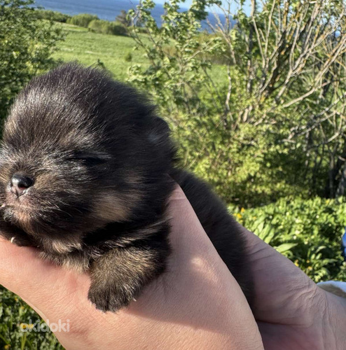 Pomeranian
