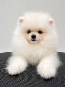 Pomeranian spits (1 foto / 4)