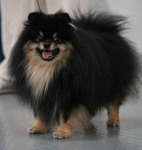 Pomeranian spits (1 foto / 2)