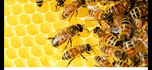 Продаю пчёл