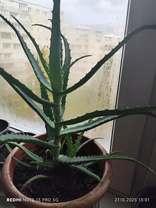Aaloe (3 foto / 10)
