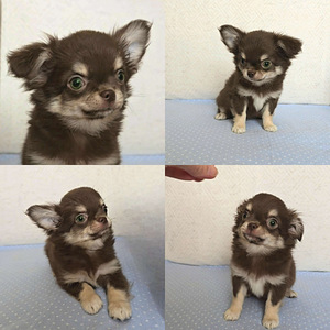 Chihuahuan pennut