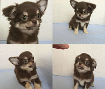 Chihuahuan pennut