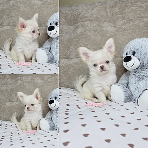 Chihuahua pennut (2 valokuva sivusta 3)