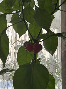 Carolina Reaper (1 foto / 1)