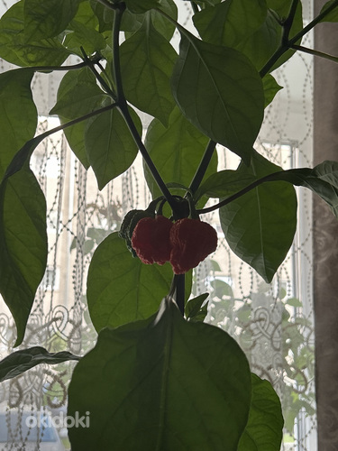 Carolina Reaper