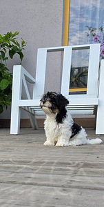 Biewer Your puppy (2 foto no 6)