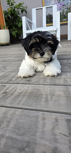 Biewer Your puppy (3 foto no 6)
