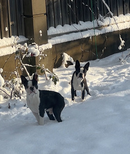 Boston Terrier Welpe sucht neuen Hände (2 Foto aus 4)