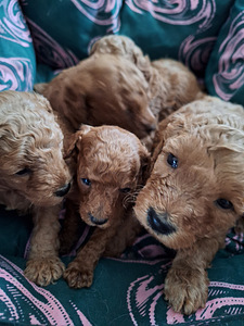 Пудель карликовый (1 фото из 4)