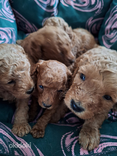 Пудель карликовый