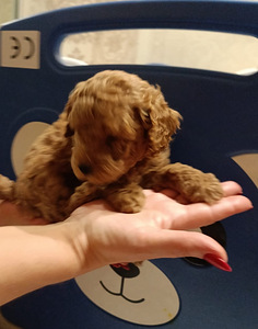 Пудель карликовый (2 фото из 4)