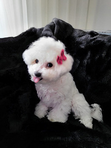 Bichon frise (8 valokuva sivusta 10)