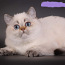 Британский короткошерстный кот (фото #2)