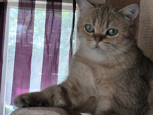 Briti kuldne šinšilla (1 foto / 2)