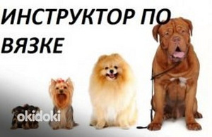 Вязка собак (1 фото из 1)
