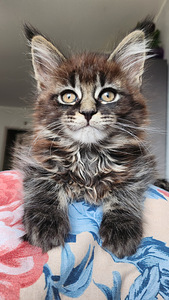 Maine Coon (1 foto / 2)