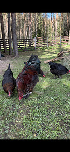 Haudemunad marans, cayuga ristand part (2 foto / 6)