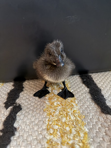 Haudemunad marans, cayuga ristand part (6 foto / 6)