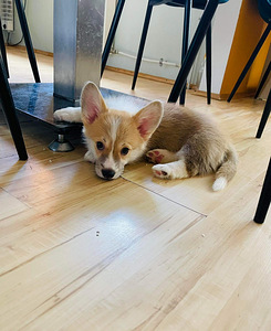 Welsh corgi pembroke (1 foto / 4)