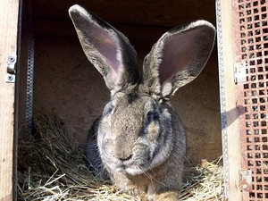 Фламандский кролик-самец