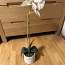 ShiShi orhidee (foto #3)