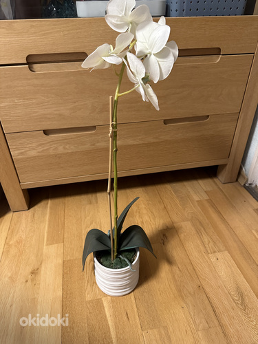 ShiShi орхидея (фото #3)