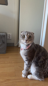 Scottish fold (2 valokuva sivusta 2)