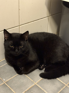 Scottish fold (3 valokuva sivusta 3)