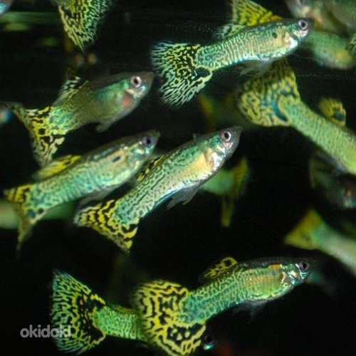 Yellow Cobra guppy