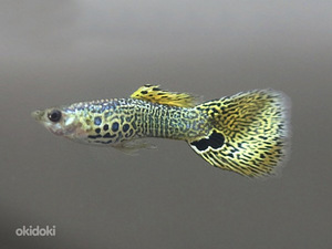 Yellow Cobra guppy (2 foto / 3)