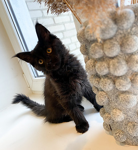 Maine Coon kassipoeg (1 foto / 3)