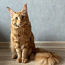 Котята Мейн-кунс (фото #1)