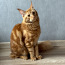 Котята Мейн-кунс (фото #2)