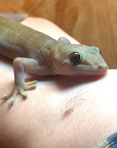 Gekko