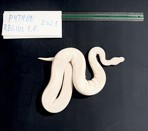 Ball Python regius 1.0 (2020) Змея