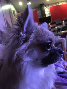 Ilus energiline,noor chihuahua.Otsin sõbrannat.❤ (4 foto / 4)