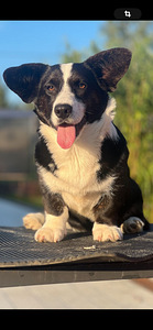 Welsh corgi cardigan kutsikas (2 foto / 2)