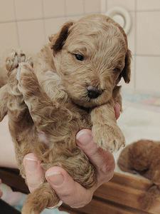 Kääpiövillakoiran pennut (3 valokuva sivusta 6)