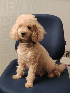 Kääpiövillakoiran pennut (5 valokuva sivusta 6)