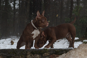 American pocket bully (3 foto no 10)