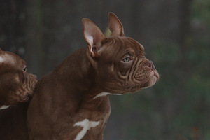 American pocket bully (6 фото из 10)