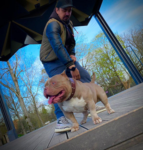 American pocket bully (10 фото из 10)