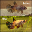 Betta fish female (foto #1)
