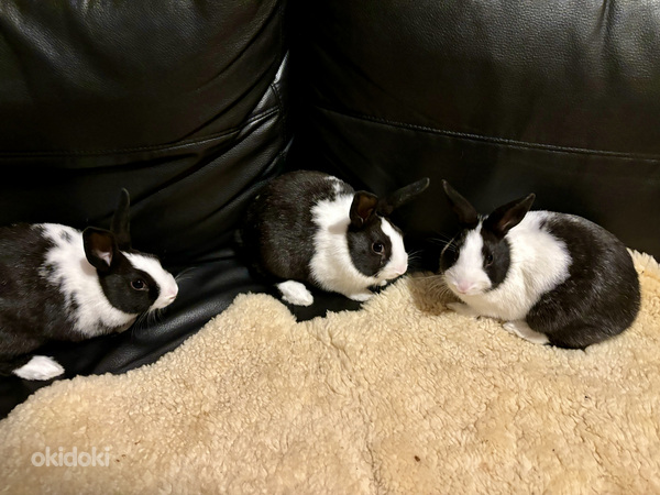 Короткошерстные мини-кролики (фото #6)