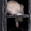 PETREBELS когтеточка Superdome 120, капучино или черный (фото #4)
