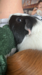Merisigade aretus (Merisigade paaritamine) (2 foto / 3)