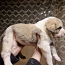 Siūlau rezervuoti Vidurinės Azijos aviganio šuniukus (nuotrauka #5)