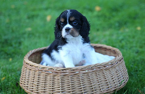 Kavaliera Kinga Čarlza Spaniels